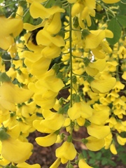 Laburnum anagyroides