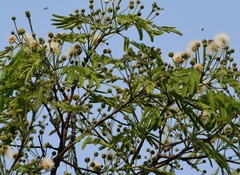 Leucaena diversifolia
