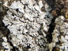 Physconia californica