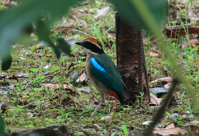 Fairy Pitta