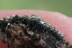 Physconia californica