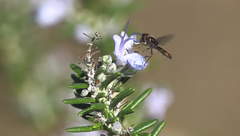 Platycheirus chalconota