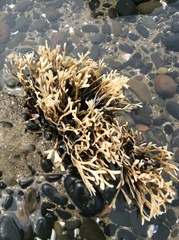 Ahnfeltiopsis linearis