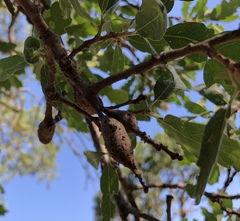 Andricus chrysolepidicola