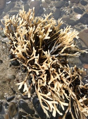 Ahnfeltiopsis linearis