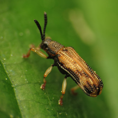 Sumitrosis inaequalis