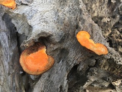 Trametes
