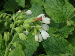 Symphytum orientale