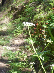 Ligusticum grayi