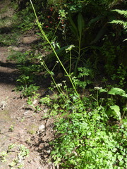Ligusticum grayi