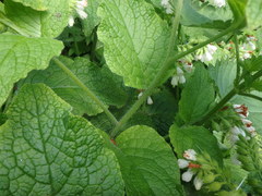 Symphytum orientale