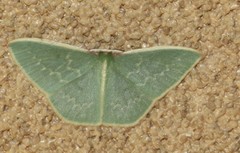 Chlorocoma melocrossa