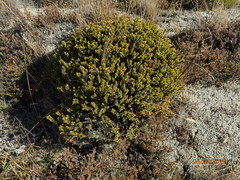 Pimelea traversii traversii