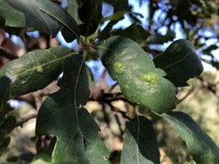 Taphrina caerulescens