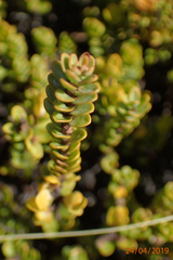Pimelea traversii traversii
