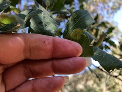 Taphrina caerulescens