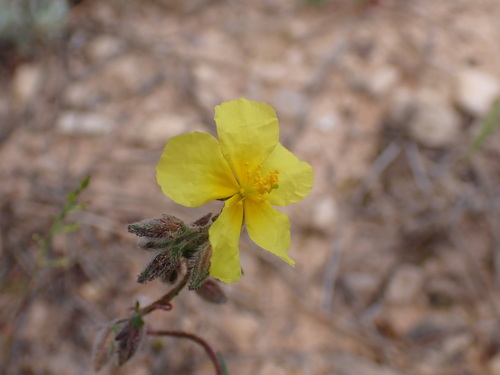 Image of Helianthemum hirtum by (c) Franck Cabot, some rights reserved (CC BY)