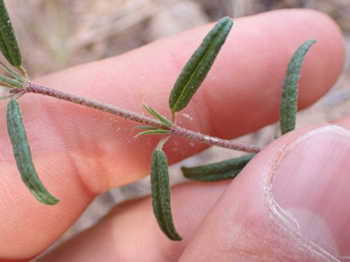 Image of Helianthemum hirtum by (c) Franck Cabot, some rights reserved (CC BY)
