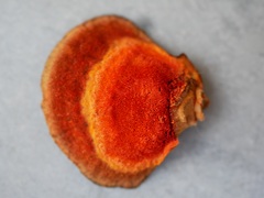 Trametes