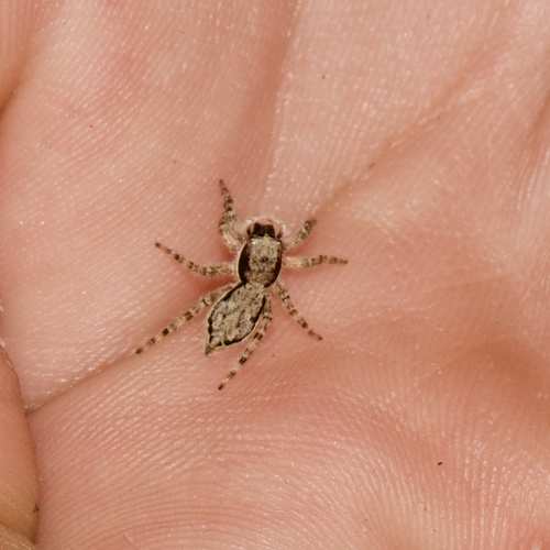Gray Wall Jumping Spider photo 6