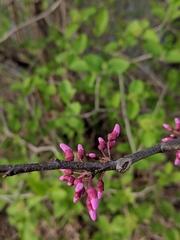 Cercis canadensis