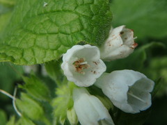 Symphytum orientale