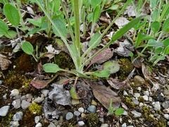 Packera paupercula pseudotomentosa