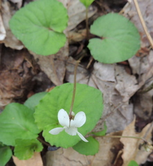 Viola macloskeyi