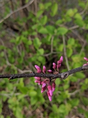 Cercis canadensis