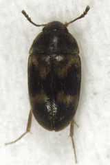 Litargus balteatus
