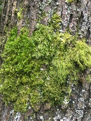 Pseudisothecium myosuroides