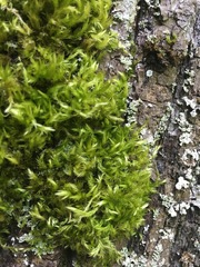 Pseudisothecium myosuroides