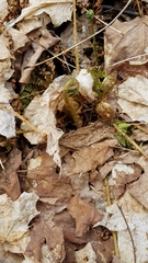 Dryopteris intermedia