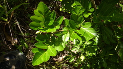 Paullinia trigonia
