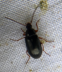 Gonodera luperus
