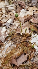 Dryopteris intermedia