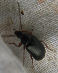 Gonodera luperus