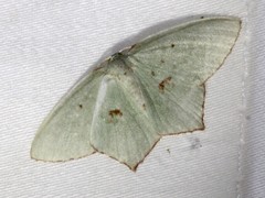 Maxates tanygona