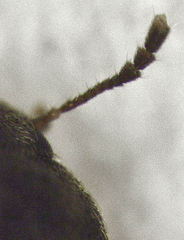 Litargus balteatus