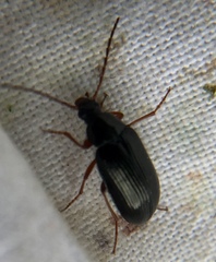 Gonodera luperus