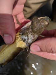Ameiurus nebulosus