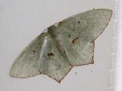 Maxates tanygona