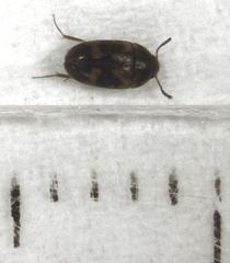 Litargus balteatus