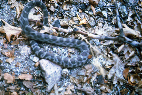 iNaturalist observation photo of Northern Pacific Rattlesnake
