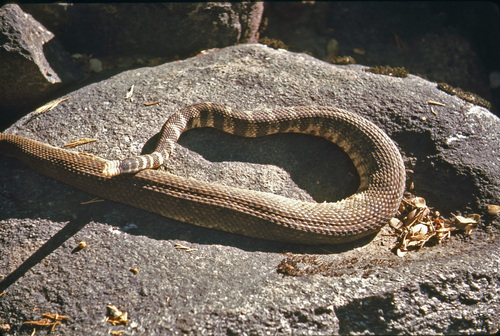 iNaturalist observation photo of Northern Pacific Rattlesnake