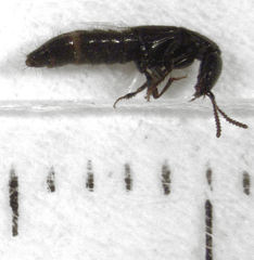 Linosomus socius