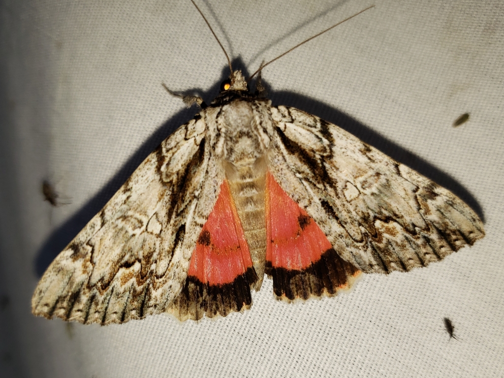 Scarlet Underwing