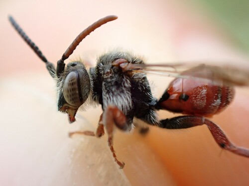 Catsear Nomad Bee