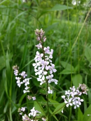 Iodanthus pinnatifidus