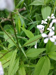 Iodanthus pinnatifidus